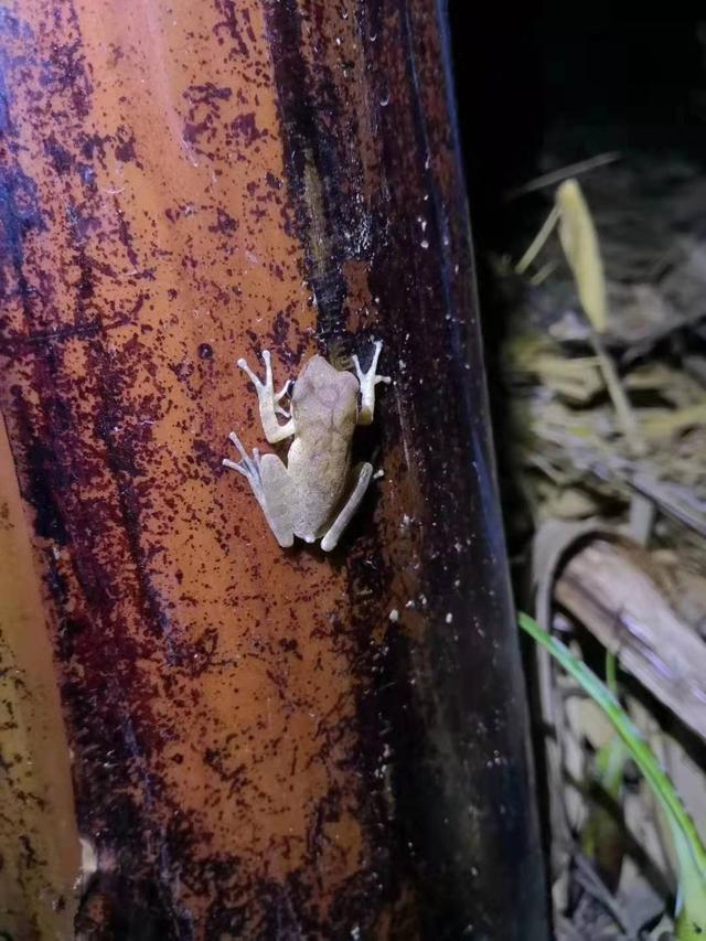 中国树蛙的品种简介，中国树蛙品种大全（他在蕉林里的发现）