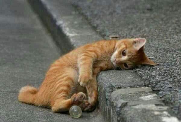 猫为什么不能送人必须给点钱，凌晨3一4点猫叫要警惕（千万不要将猫咪送人）