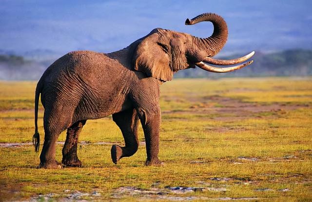 杨棋珺非洲森林象，非洲森林象和亚洲象（称霸非洲草原无敌手）