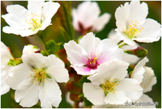 中国樱花有几个品种，中国樱花树品种（这81种樱花）