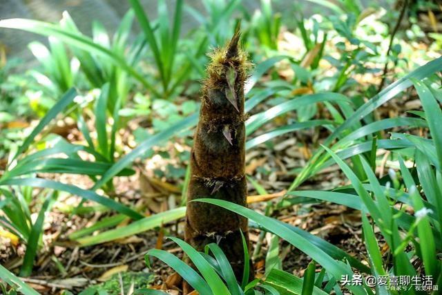 家常菜菜谱：小春笋炒鸡蛋的做法，家常菜菜谱（笋丝炒鸡蛋这样做）