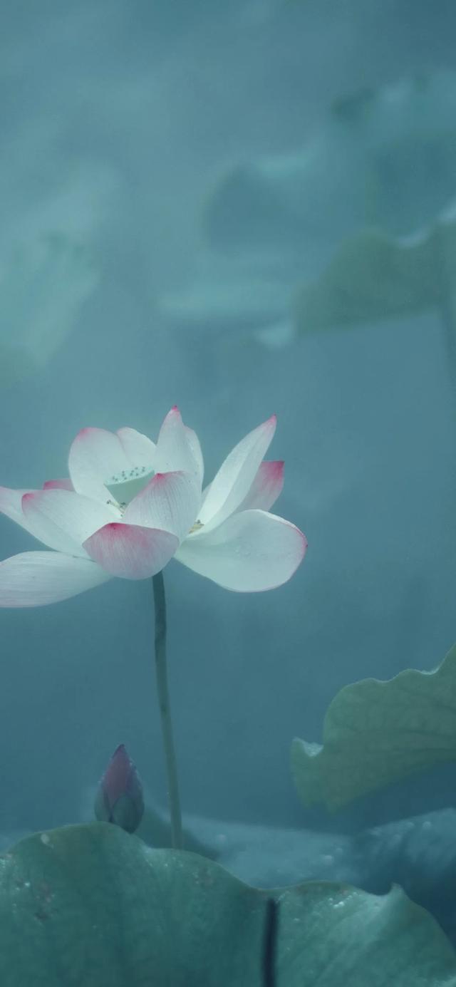 植物，微信头像，植物（清爽夺目的花花世界：）