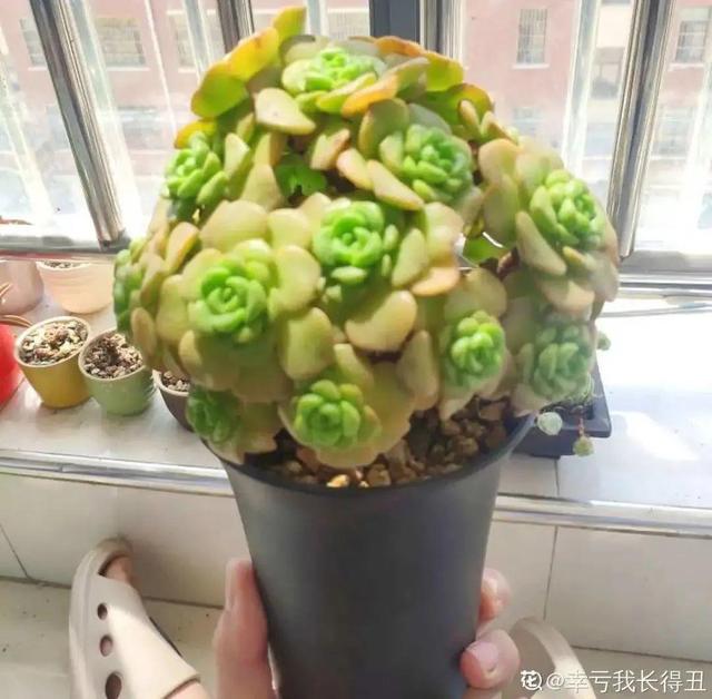 香草兰花怎么养，香兰草怎么种植（屋里养盆“香水花”）