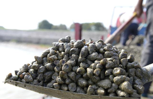 田螺吃什么，河里的田螺吃什么（青鱼是如何吃的呢）