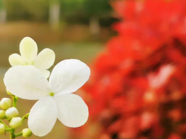 琼花的花语是什么，琼花是一种什么花（美丽浪漫的爱情<荀守奎摄>）