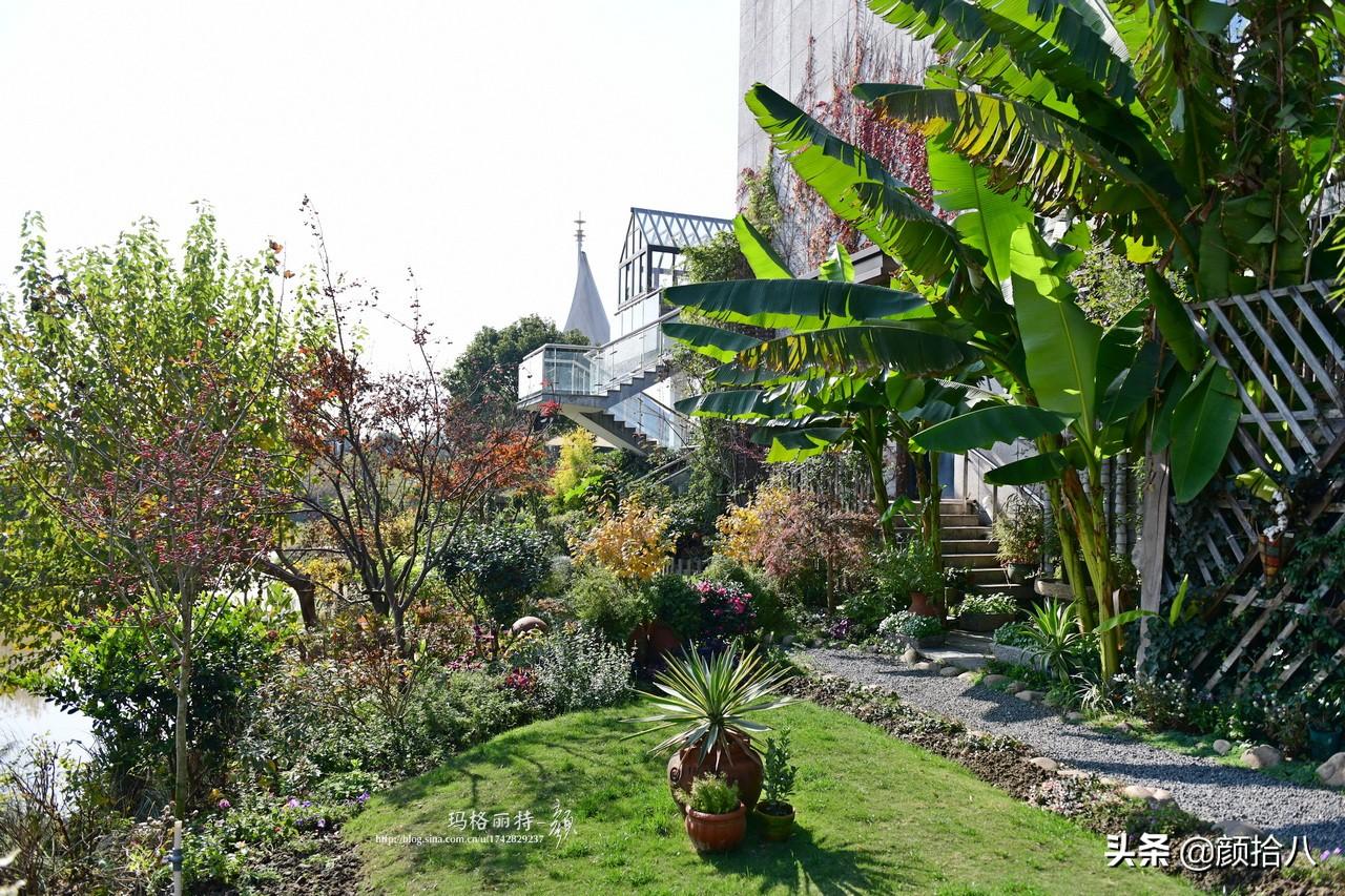 角堇一年开几次花，角堇一年生吗（一整面风车茉莉的花墙被拆掉了）