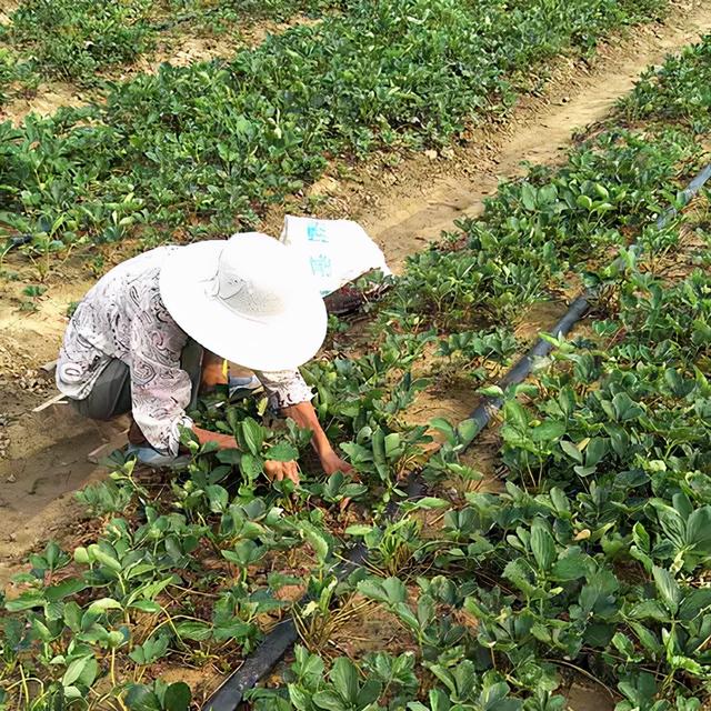 甜宝草莓苗市场行情分析，甜宝草莓亩产量一般多少斤（假植带土甜宝草莓怎么样）