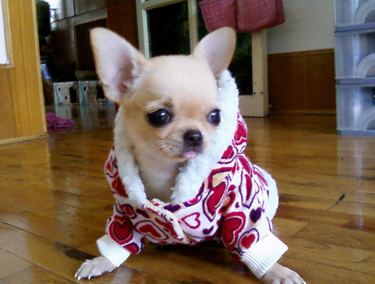 狗的抗寒能力是多少°c，2度穿什么衣服合适（这7种“不耐寒”的狗狗）