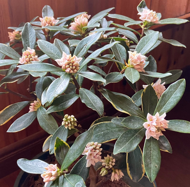 金边瑞香的形态特征和栽培技术详解，金边瑞香的栽培方法（开花满院子飘香）