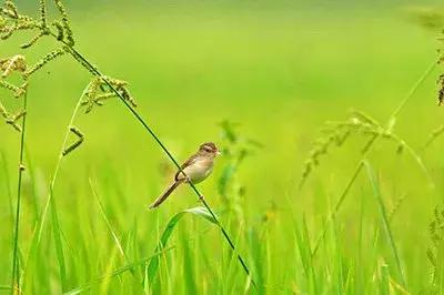 村的组词有哪些，村的组词有什么（部编语文二年级下册课文1、古诗二首）