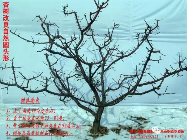 杏树最佳修剪时间，杏树最佳的冬剪时间