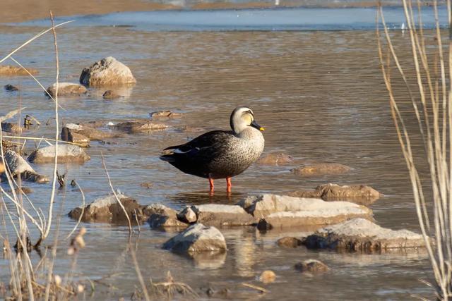 野鸭的种类有哪些，野鸭子有哪几种（TA就是野鸭中最靓的仔）