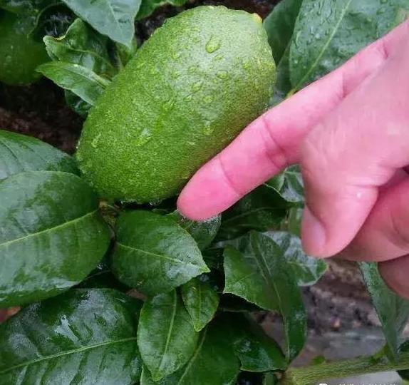 栀子花种子的种植方法和时间，栀子花种植方法（1种“水果核”别扔）