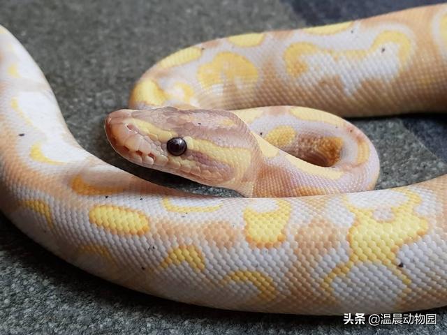 美西螈怎么养，养六角恐龙禁忌（却不是私人能随便饲养的）