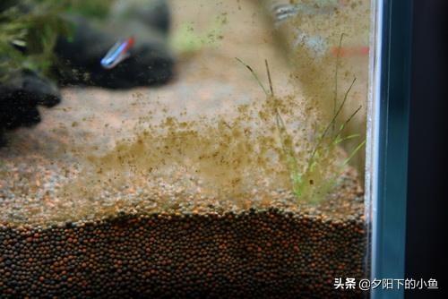 刚毛藻怎么除，刚毛藻如何去除（7种藻和去除方法）