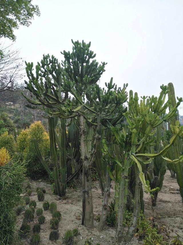 仙人球的花语是什么，仙人球代表的花语是什么（仙人掌的花语）