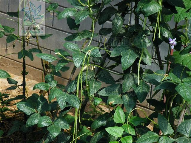 豇豆的功效与作用，豌豆的功效与作用及禁忌（豇豆，没想到能健脾补肾）