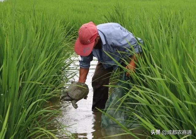 甲鱼是怎样养殖，多种方式，总有一个适合你