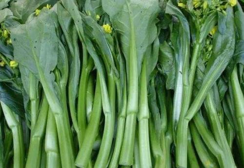 油菜一般指的什么，农民采取这种方式种油菜