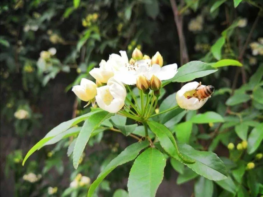 这棵山木香树干直径在10公分以上,养得年头久了,感情很深,所以没舍得