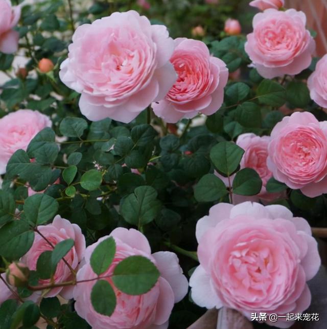 月季花有几种颜色，月季花是什么颜色（盘点10款经典的月季花）