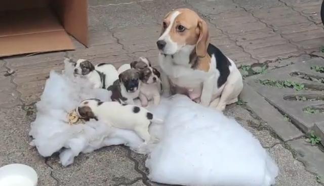 比格犬多少钱，“连妈带儿”被遗弃街头（比熊犬价格多少钱一只）