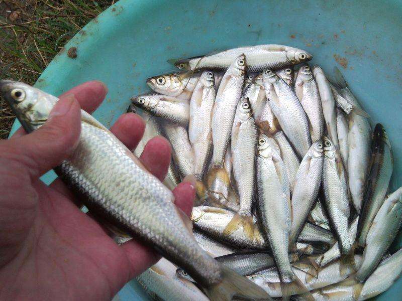 白条鱼最大能长多少斤(白条精)