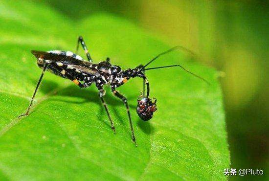 4种常见的可怕昆虫，世界上最毒的十大昆虫