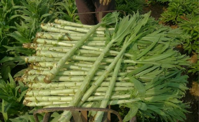 贡菜是什么菜图片，贡菜是什么菜（它与莴笋的区别在哪里）