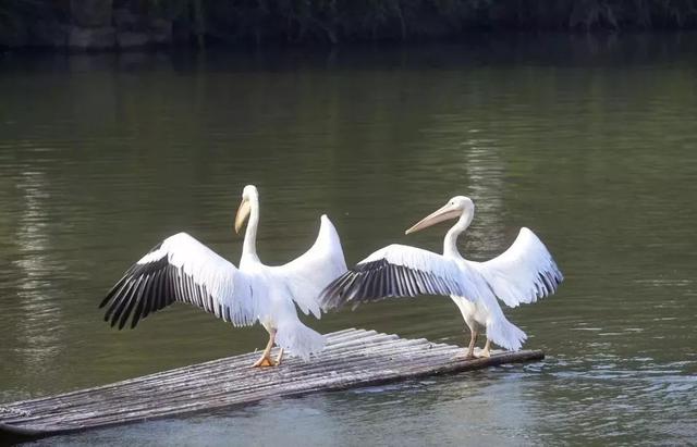 鹳怎么读，颧怎么读音读出来（鹬、鸫、鸲、鹟、鹎、鹳、鹮……这都是啥鸟）