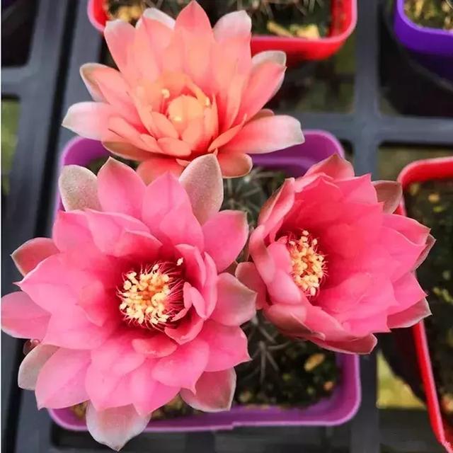 绿萝好养吗,绿萝怎样栽培(绿萝竟然排在倒数第1) 绿萝好养吗,绿萝怎样栽培(绿萝竟然排在倒数第1)