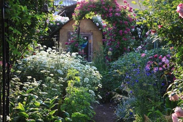 月季花品种，十大经典品种（凭一己之力撑起了整个花园的颜值）