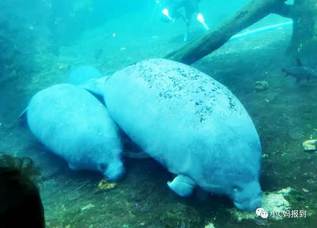 珠海长隆游玩攻略，珠海长隆游玩攻略图（带娃去珠海长隆该怎么玩）