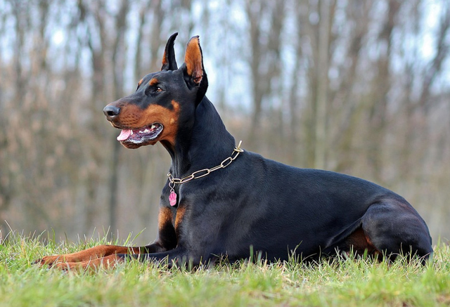 杜宾犬打架，养杜宾犬需要了解这几点（杜宾犬打架视频）