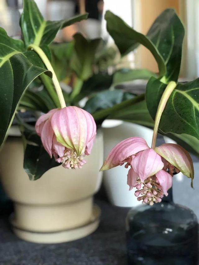 鸟尾花的繁育管理，鸟尾花 花期（30种耐阴花）