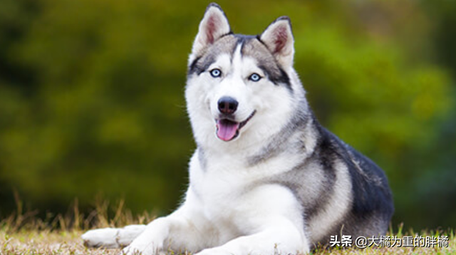 哪只博美犬最可爱最便宜，常被主人装在口袋里去散步