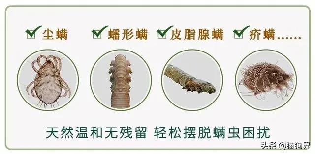 螨虫最怕的土办法，家里老人小孩老过敏