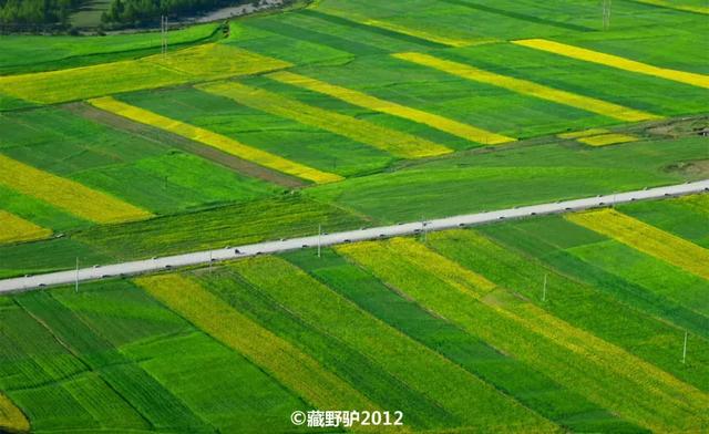 油菜花开的季节，适合家庭室内养的花与绿植（2019年全国油菜花开放时间表）