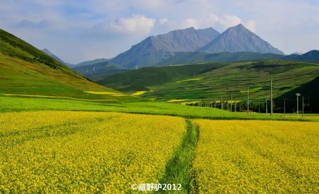 油菜花开的季节，适合家庭室内养的花与绿植（2019年全国油菜花开放时间表）