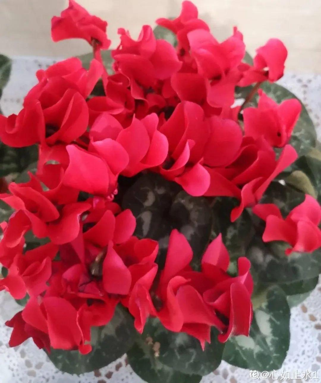 除甲醛的植物排名(除甲醛公司)