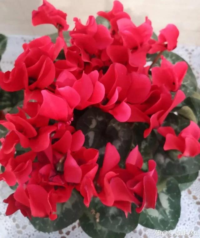 吸收甲醛的植物，哪种植物具有吸收甲醛的功能（净化空气最厉害）