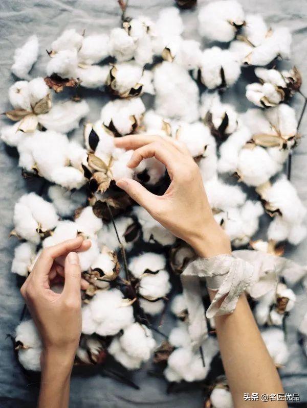 棉花花语和寓意是什么，棉花花语（花店老板娘手中的棉花）