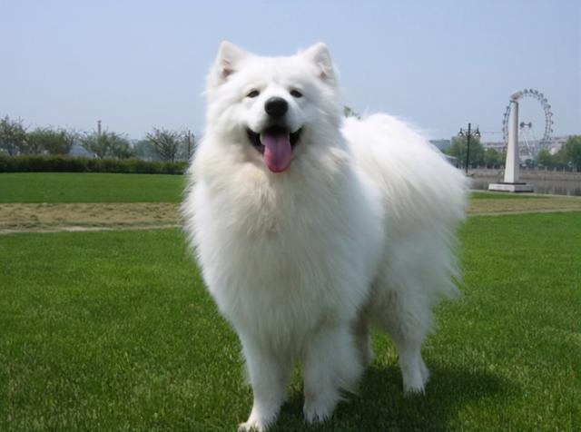 公认最温顺的七种狗你家上榜了吗，狗狗温顺度排行榜：这7种狗狗