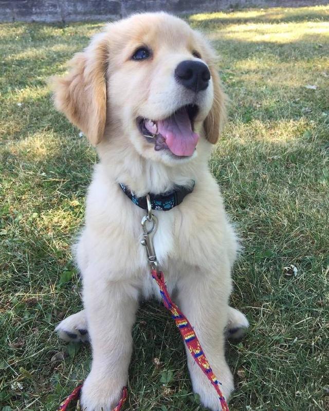 金毛幼犬怎么训练上厕所（5分钟学会定点上厕所）