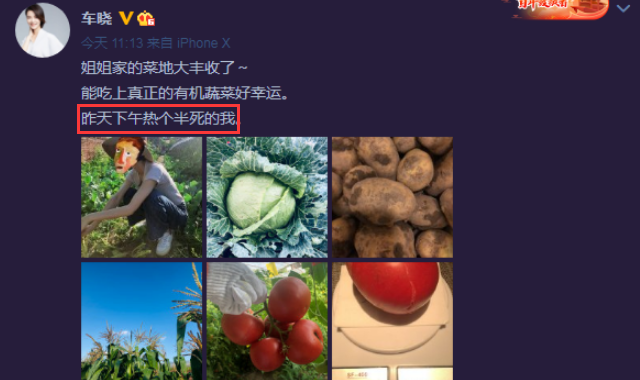 一个西红柿多少克，100克番茄多少卡（车晓蹲菜地采摘毫无包袱）