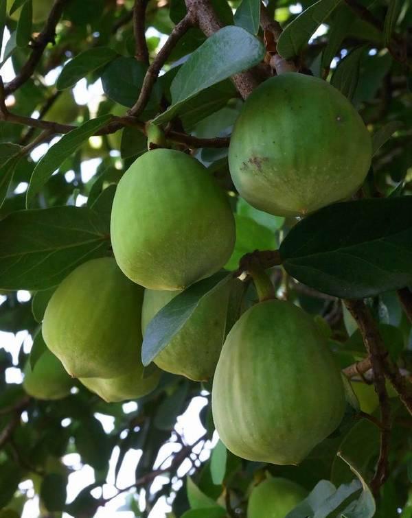 薜荔果怎么做凉粉,薜荔果凉粉用什么凝固(农村这种野果还能制作凉粉)