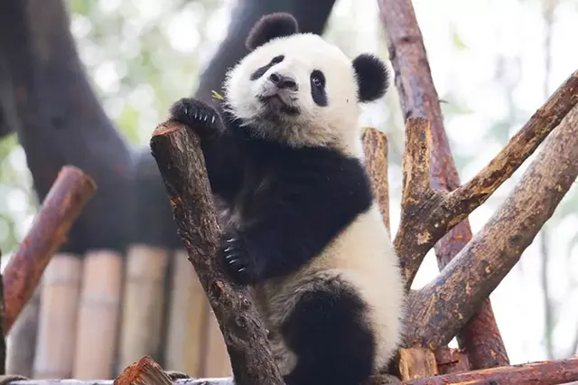 哈哈哈，精致熊猫女孩的一天。，哈哈哈哈哈第一季免费观看（，“猪猪”女孩——“雅竹”图片）