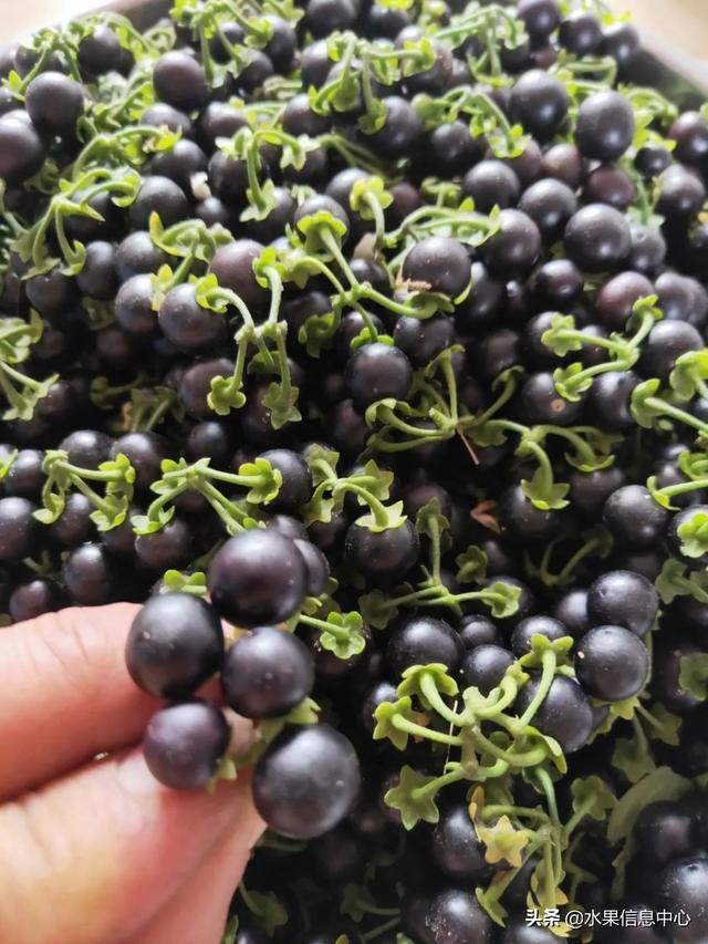 醋柳果的功效与作用，醋柳果的功效与作用及禁忌（国内有哪些小众特色水果）