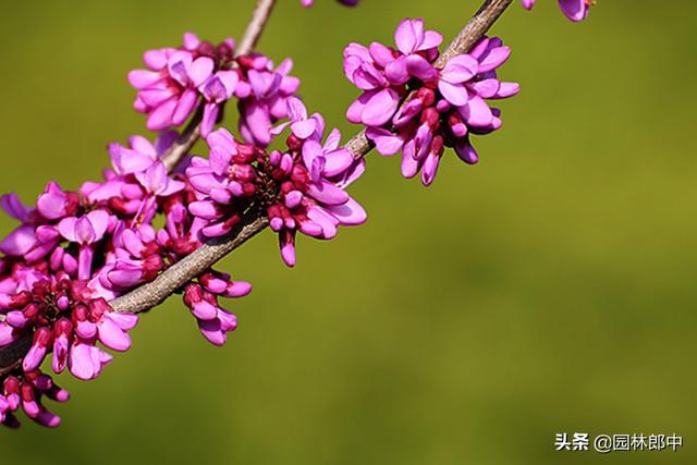 紫荆花是哪里的区花，紫荆花种在什么地方（路边的这种紫荆花与香港区花却大有不同）