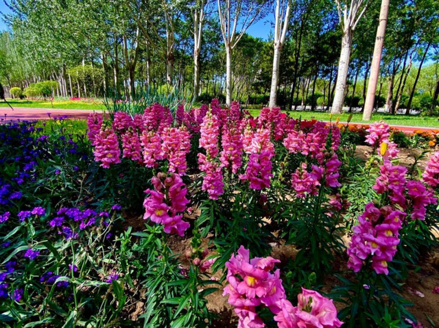 金鱼草怎么养，1种花长得像金鱼（金鱼草怎么养殖维护啊）